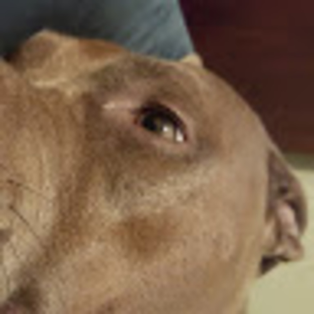 Meet your Posher, Steven